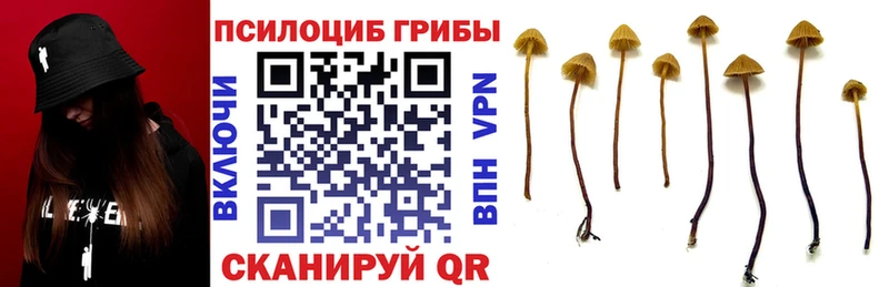 Купить где  Зубцов  Галлюциногенные грибы Psilocybe 